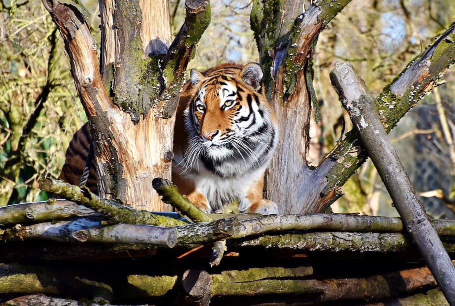 brown and black tiger photography, cat, predator, wildcat, big cat HD wallpaper