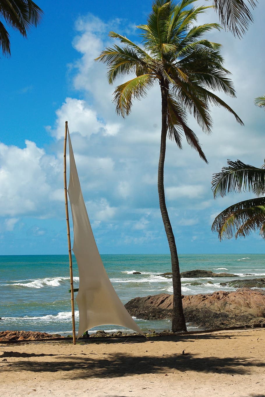 brazilwood, salvador de bahia, beach, landscape, coconut trees, HD wallpaper
