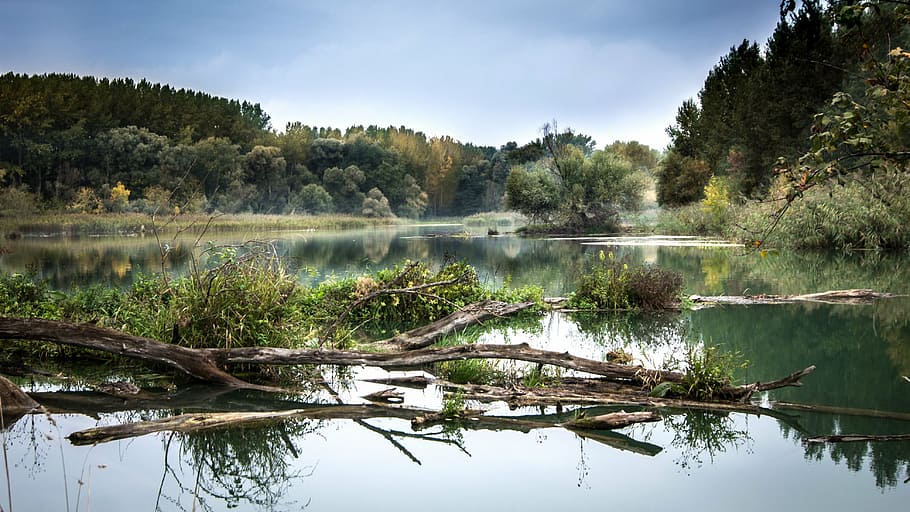 green trees near body of water, river, the danube, fog, reflection HD wallpaper