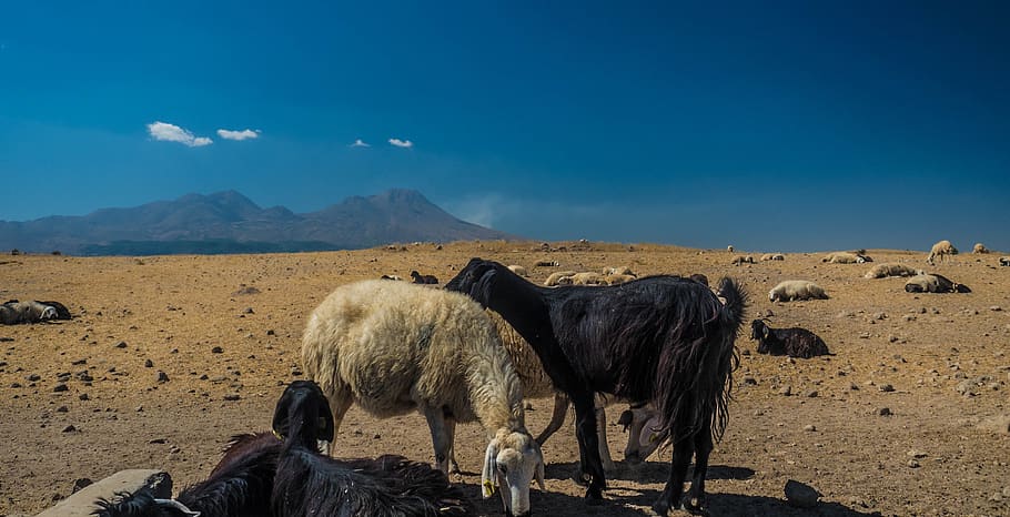 turkey, goat, cappadogia, animal themes, mammal, group of animals HD wallpaper