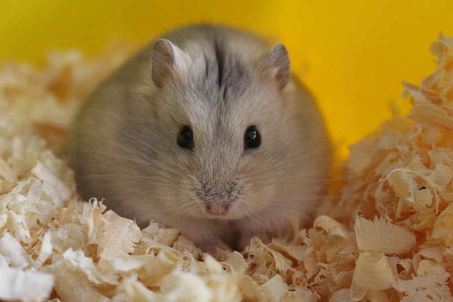 cute, little, nobody, animal themes, one animal, mammal, rodent HD wallpaper