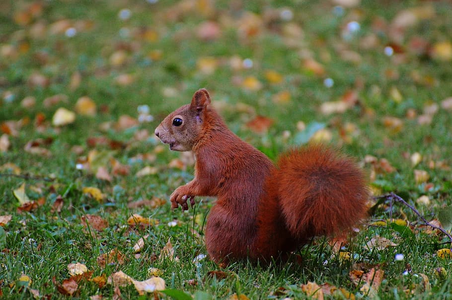 Squirrel, Nager, Cute, Nature, Rodent, climb, garden, eat, brown HD wallpaper