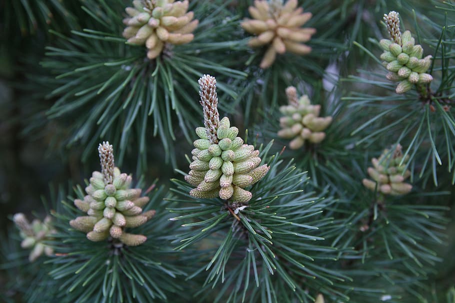 pine, blossom, bloom, tree, needles, foliation, blossomed, flowers HD wallpaper