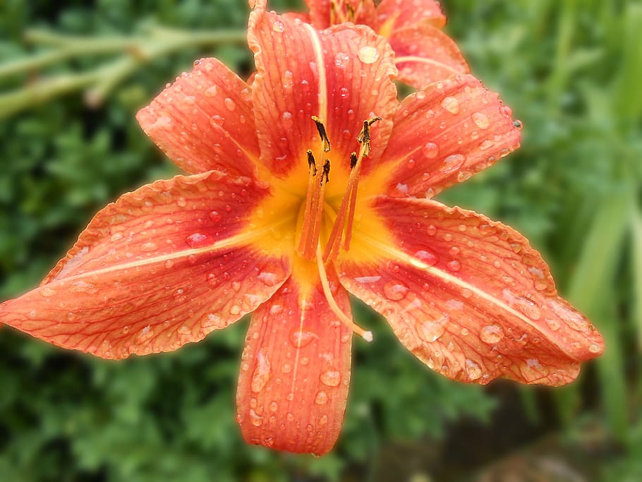 daylily, blossom, bloom, hemerocallis, flower, drip, drop of water, HD wallpaper