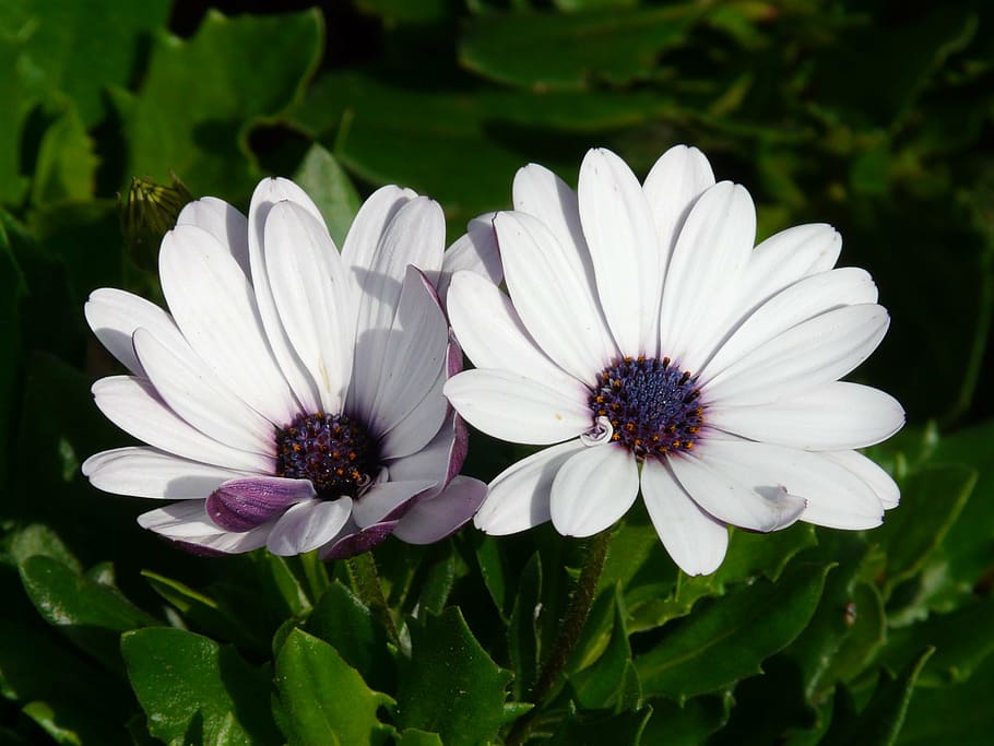 gerbera, flowers, plant, summer, white, cut flowers, nature HD wallpaper