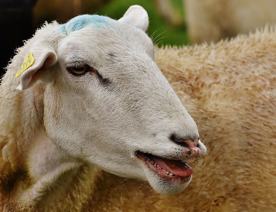sheep, animal, meadow, wool, graze, nature, livestock, animal themes HD wallpaper