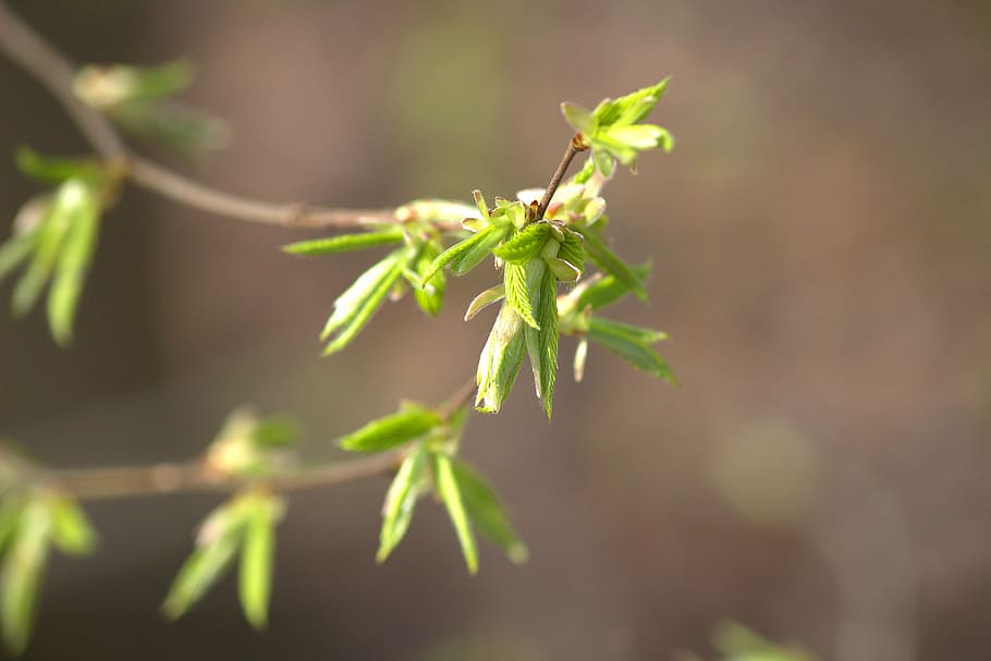 nature, tree, leaf, bud, spring, plant, green color, close-up HD wallpaper