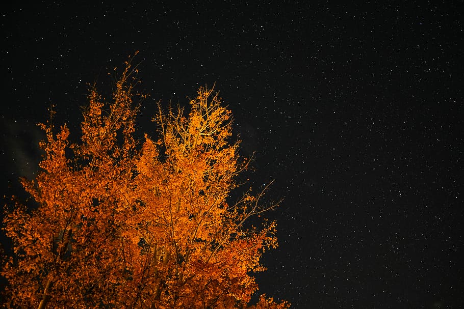 orange leafed tree under starry sky, orange leafed tree during night time HD wallpaper