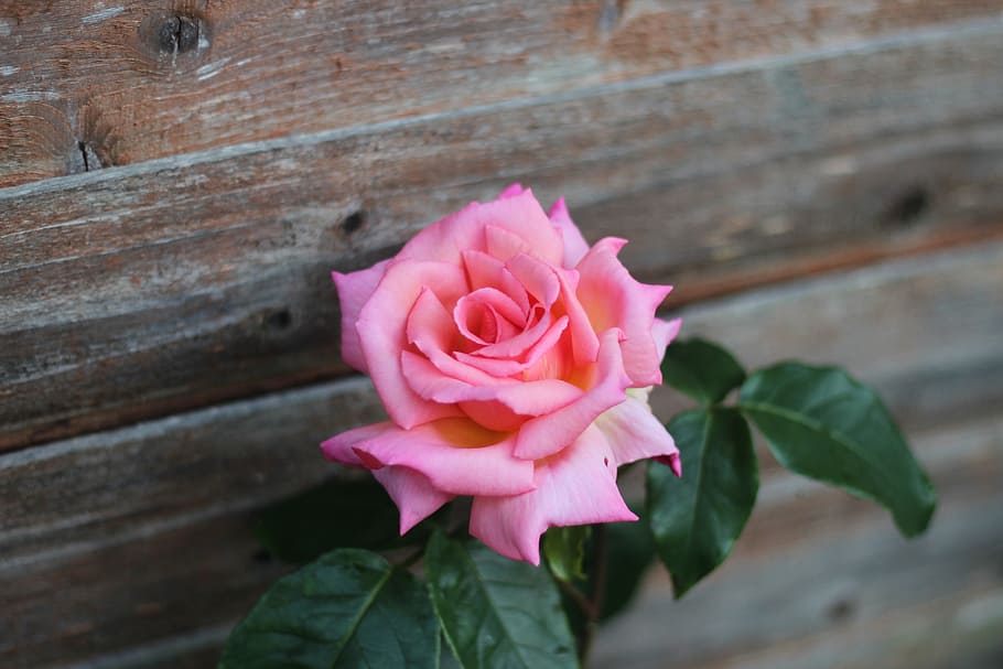 rose, flower, pink, flowering plant, pink color, beauty in nature HD wallpaper