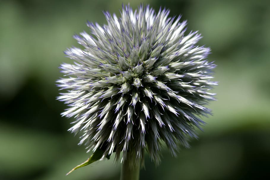globe thistle, echinops, composites, flora, plant, green, blue HD wallpaper