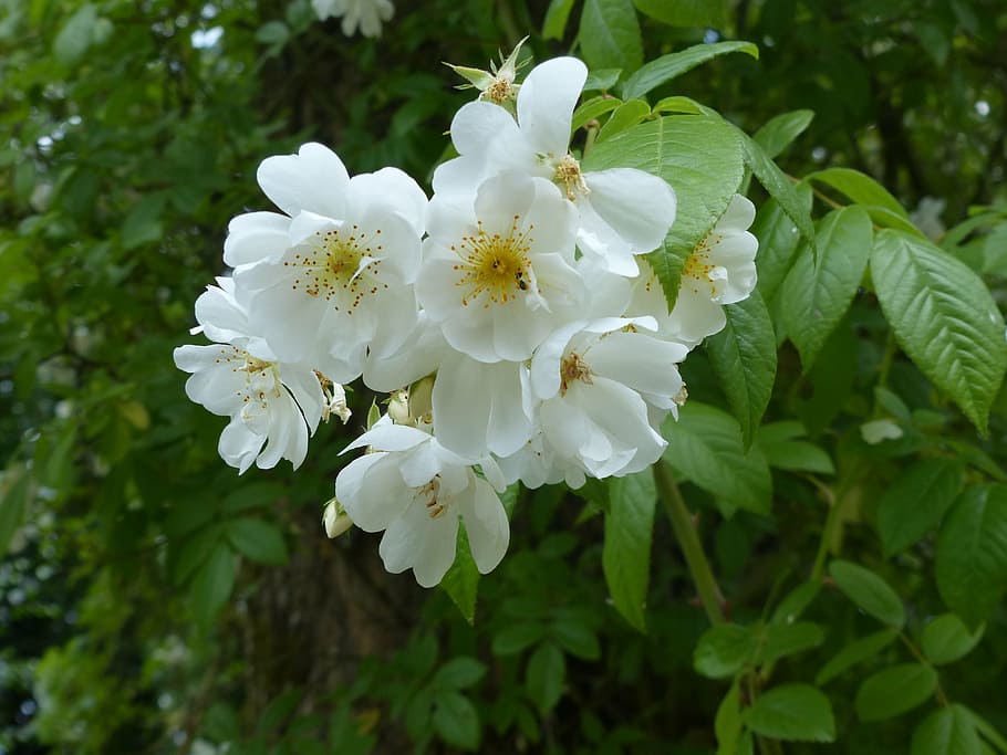cherry blossom, japanese, white, tree, flower, plant, growth HD wallpaper