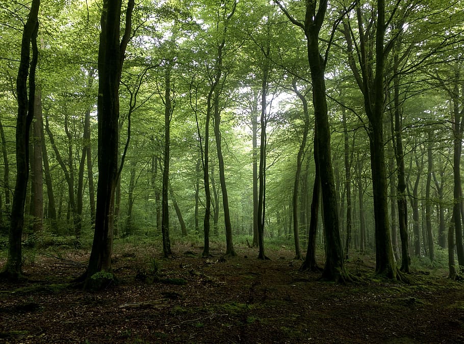 Trees, Landscape, Nature, Forest, outdoor, green, wood, scenery HD wallpaper