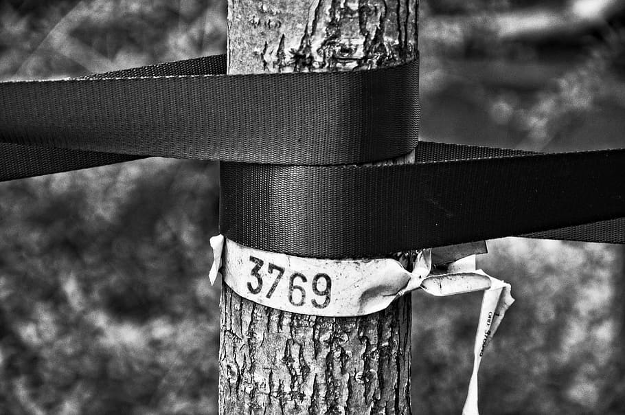 young tree, tree trunk, bands, support, number, park, bw, monochrome HD wallpaper