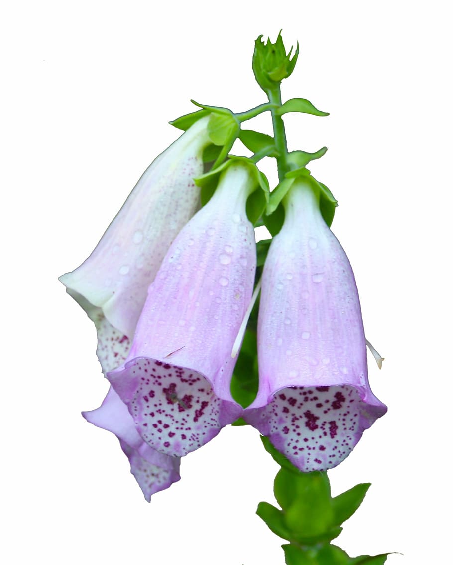 macro shot photography of purple-and-white flowers, thimble HD wallpaper