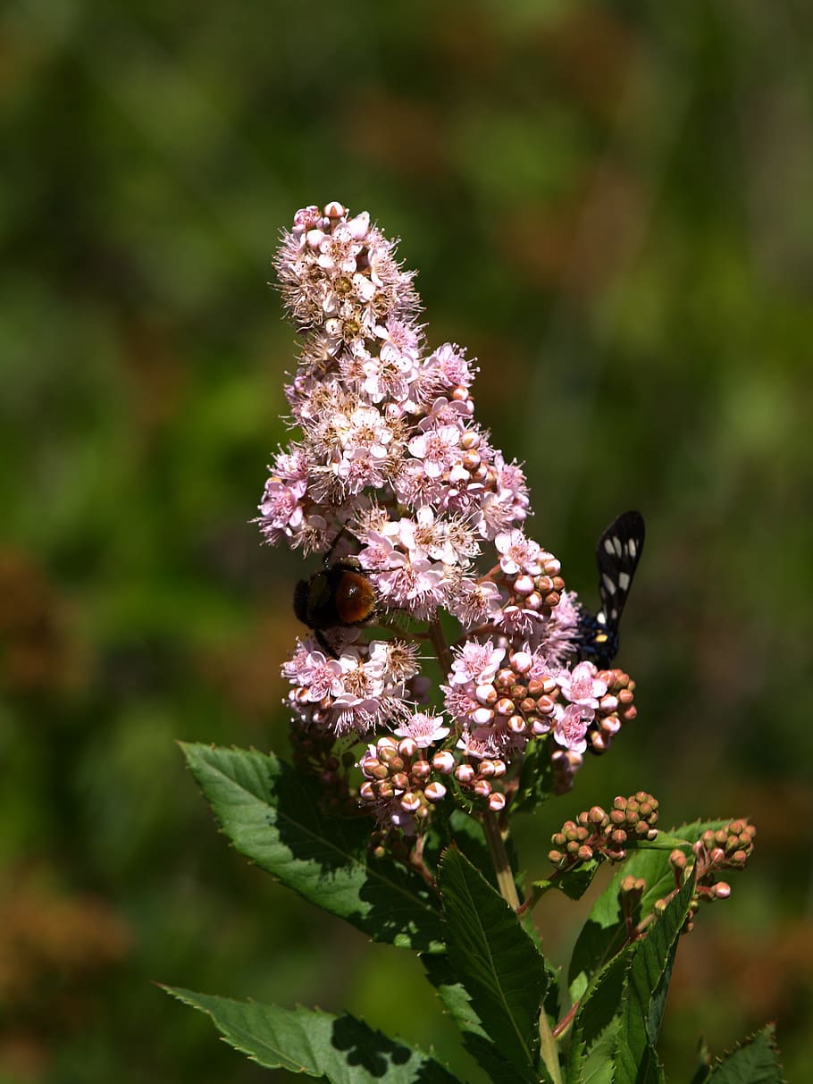 plant, insects, flower, flowering plant, fragility, vulnerability HD wallpaper