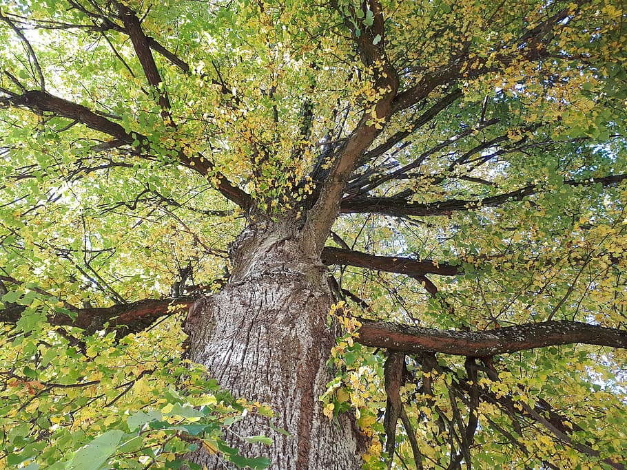 tree, crown, leaves, fall foliage, plant, top, aesthetic, green HD wallpaper