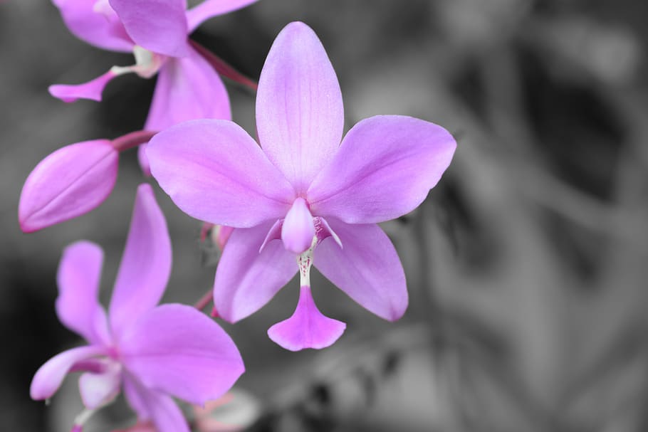 flower, nature, botanical, nikon, selectivecolor, flowering plant HD wallpaper