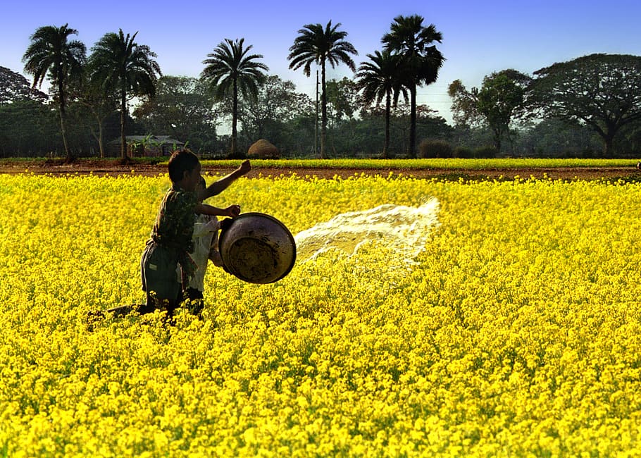 bangladesh, children, working, plant, field, one person, growth, HD wallpaper