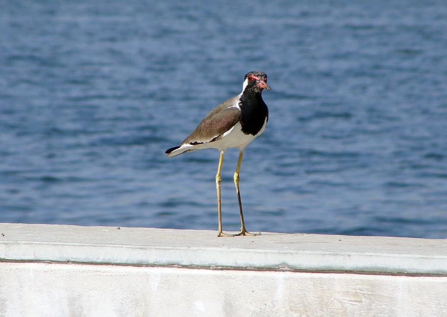 bird, riverfront, waterfront, lapwing, redwattled, avian, species HD wallpaper