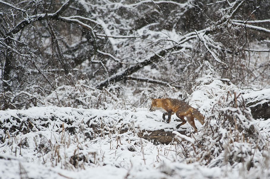 fox walking on snow, orange animal, red fox, snowing, run, tree HD wallpaper