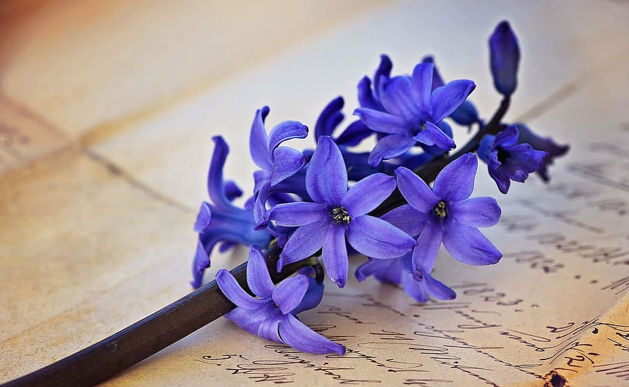 purple flower on black-and-white printed griffonage paper, hyacinth, HD wallpaper