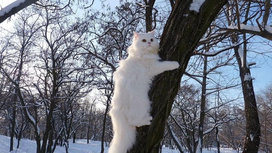 medium-coated white cat on tree trunk during daytime, Animals HD wallpaper