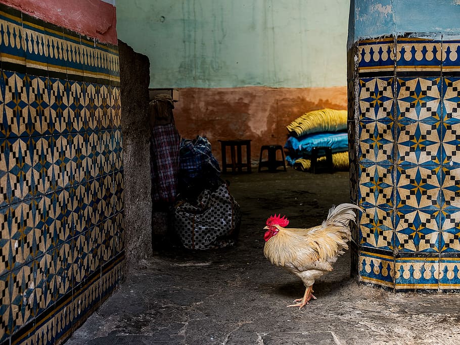 white rooster, white rooster near blue-and-white floral wall tiles HD wallpaper