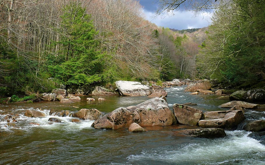 flowing river surrounded by trees, rapids, landscape, edge HD wallpaper