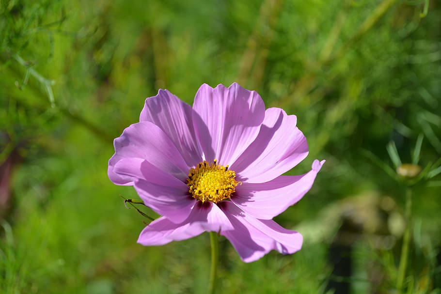 nature, garden, flowers, summer, plant, petal, outdoors, flowering plant HD wallpaper