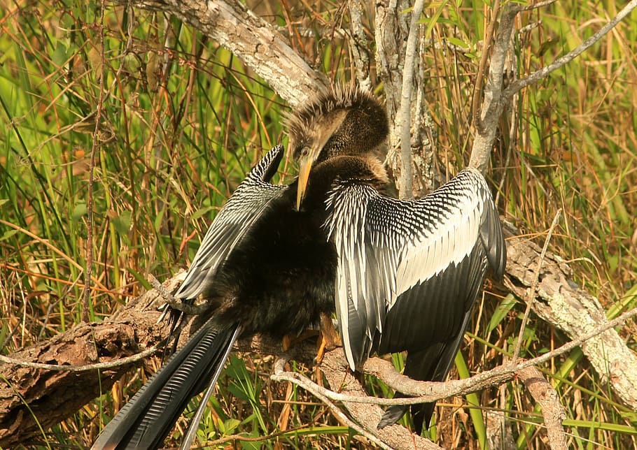 anhinga, bird, fly, wings, feather, wildlife, beak, dom, outdoor HD wallpaper