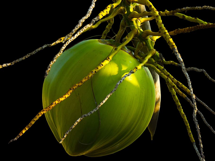 green coconut, coconut tree, plant, green color, close-up, growth HD wallpaper