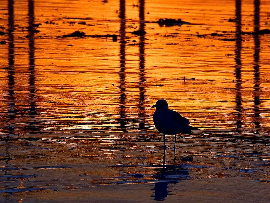 Sunset, Beach, Ocean, Silhouettes, Bird, sea gull, water, pier HD wallpaper