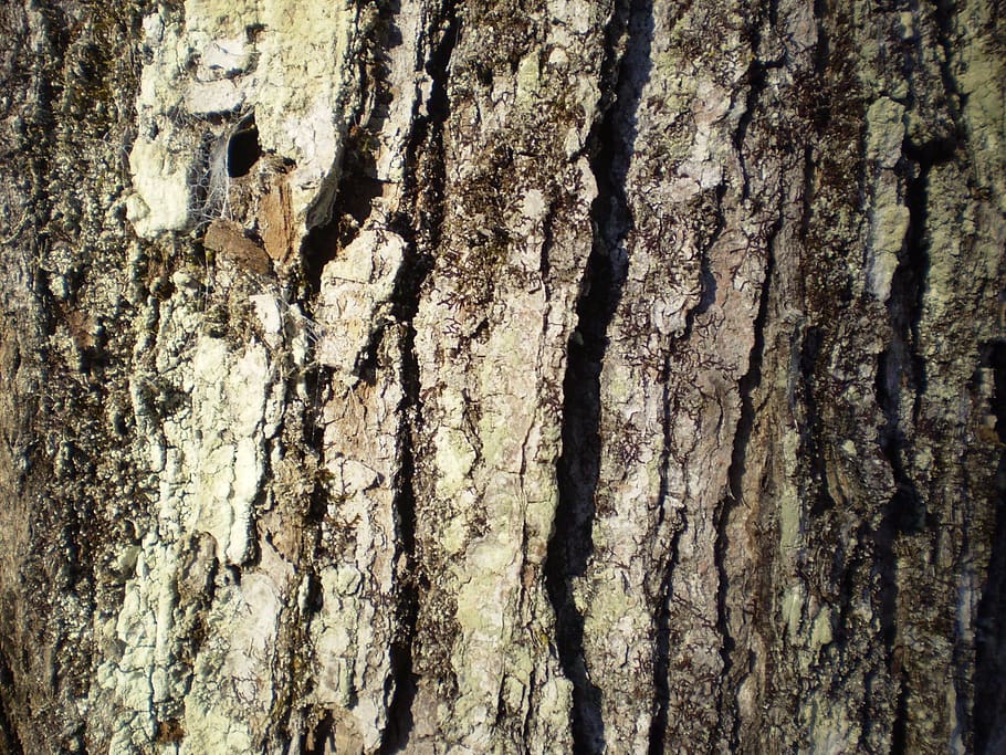 maple, bark, tree, nature, trunk, sugar, syrup, sap, textured, HD wallpaper
