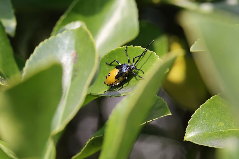 nature, insects, wipes, plant part, animal wildlife, leaf, animal themes HD wallpaper