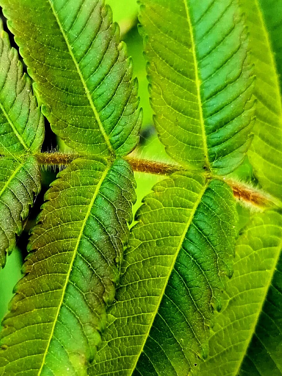 leaf, green, plant, green leaf, foliage, green leaves, stems HD wallpaper