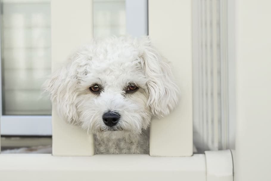 Maltese puppy on fence, dog, sad, face, sad dog, pet, animal