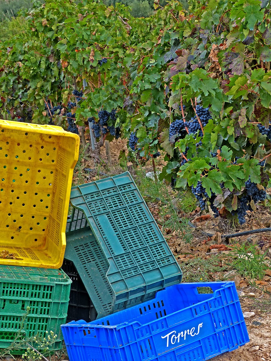 vintage, vineyard, boxes, october, wine, basket, nature, plant HD wallpaper