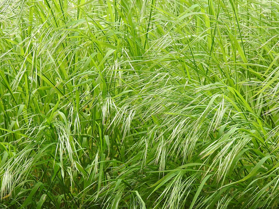 green, grass, meadow, nature, vegetation, green color, growth HD wallpaper