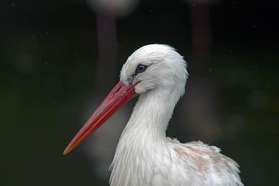 stork portrait white, ciconia, one animal, animal themes, bird, HD wallpaper