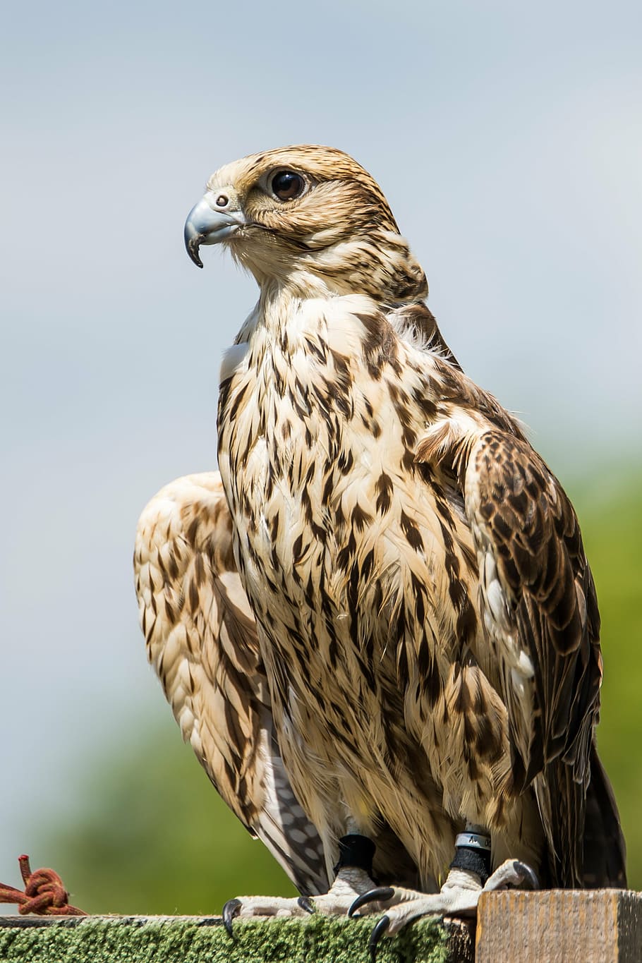 ptak, predator, animal, bird, bird of prey, one animal, animal wildlife HD wallpaper