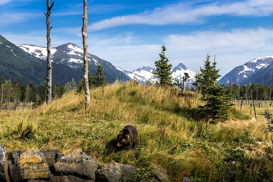 bear, scene, landscape, animal, nature, mammal, wild, teddy HD wallpaper