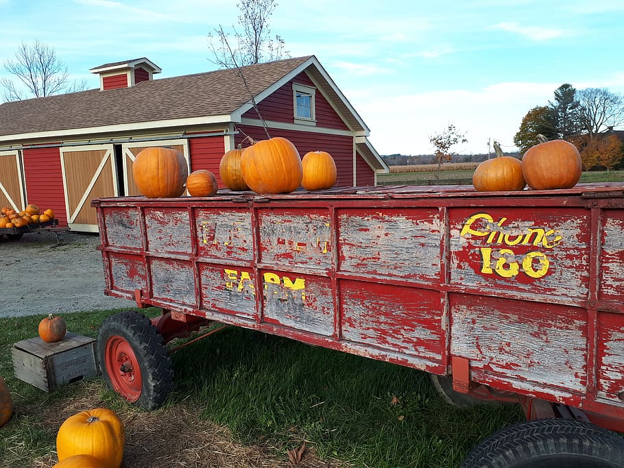 pumpkins, farm, fall, food and drink, architecture, healthy eating HD wallpaper