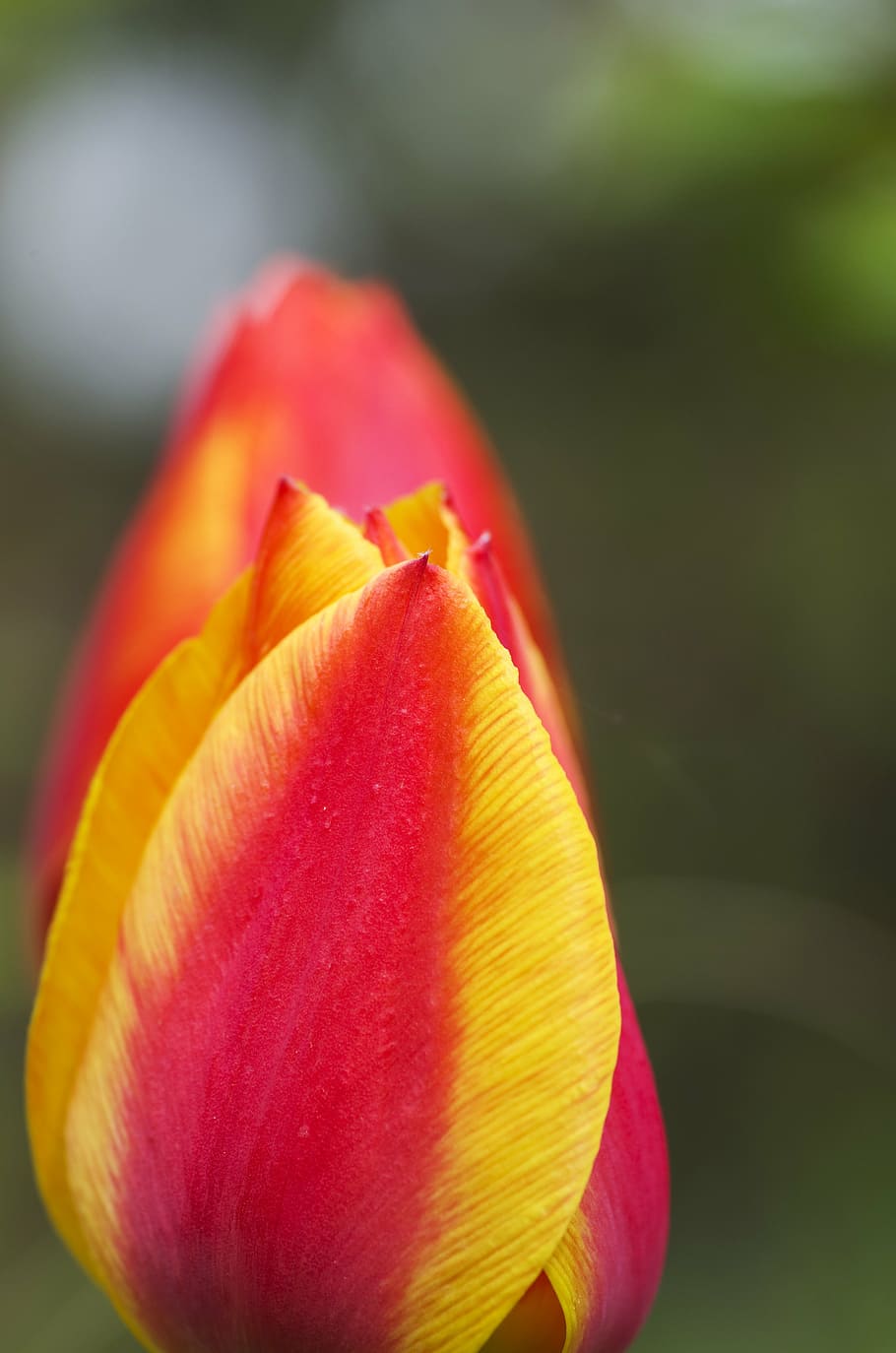 tulip, red, yellow, orange, fire, spring, flowers, color, fire orange HD wallpaper