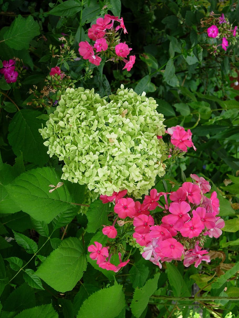 hydrangea, phlox, colorful, white, pink, plant, flower, nature HD wallpaper