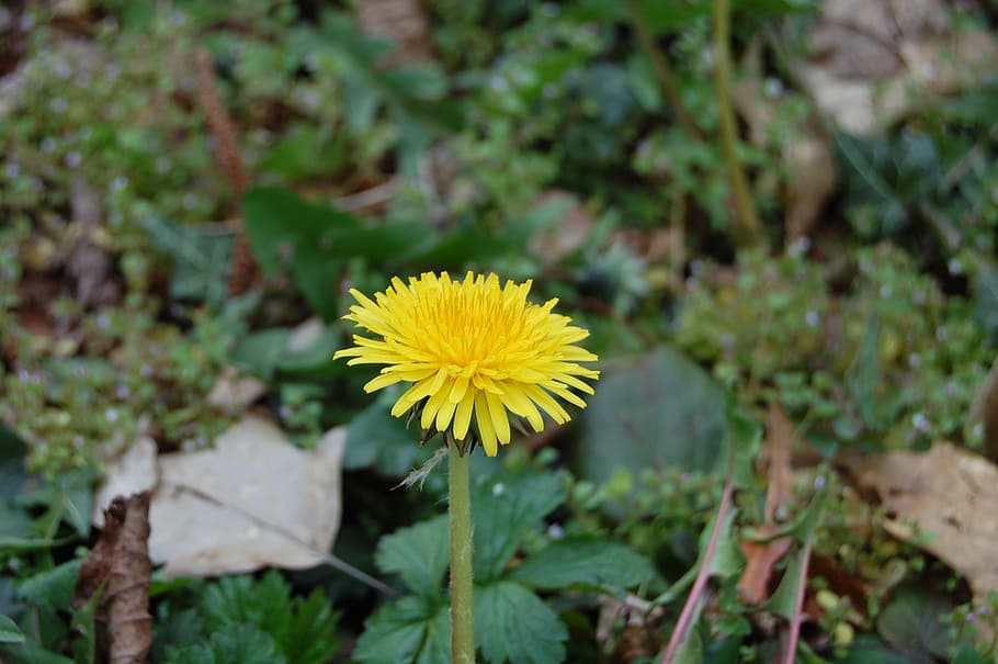 dandelion, flower, spring, yellow, plant, meadow, flowering plant HD wallpaper