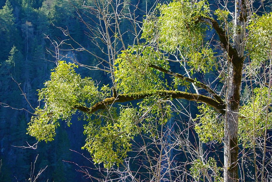 nature, tree, spring, forest in the pitztal valley, mistletoe HD wallpaper