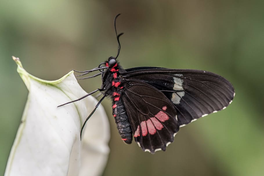 close-up photo of black and red great mormon butterfly, macro, HD wallpaper