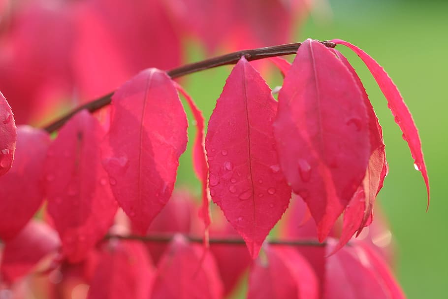 charcoal winged dwarf, red leaf, fall, autumn leaf, foliage HD wallpaper