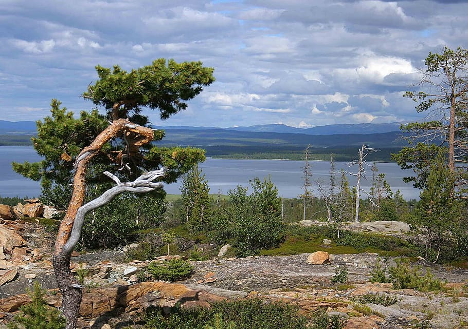 Views, Pine, Ånnsjön, Mountain, Lake, ånnsjön, water, green HD wallpaper