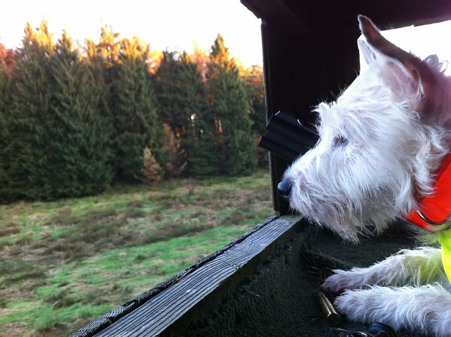 parson, russel, terrier, hunting, domestic, pets, domestic animals HD wallpaper